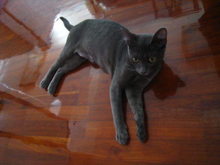 タイ原産のネコ「コラット」という種類