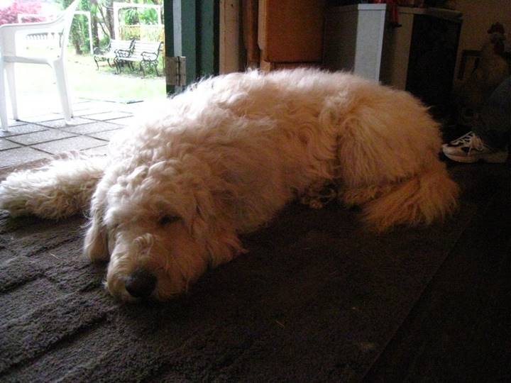 キュートな看板犬