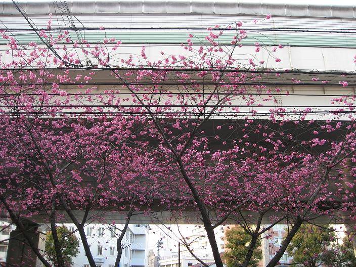 元町緋桜