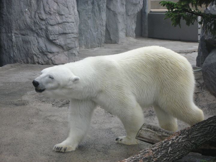 シロクマも元気モリモリ　↑↑↑