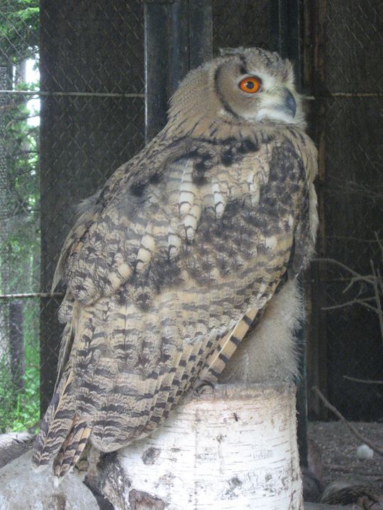 フクロウ全身。羽がとても美しい☆