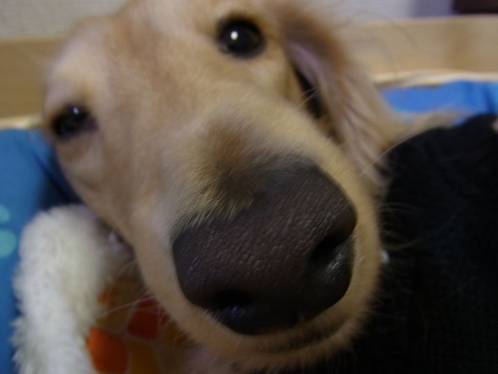 ハナデカDOG