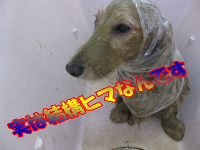 ぶさいく極まりない感じ、笑って下さい。(-_-)zzz