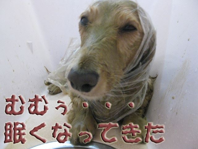 これって、ほんわかあったかで、眠いんだな~