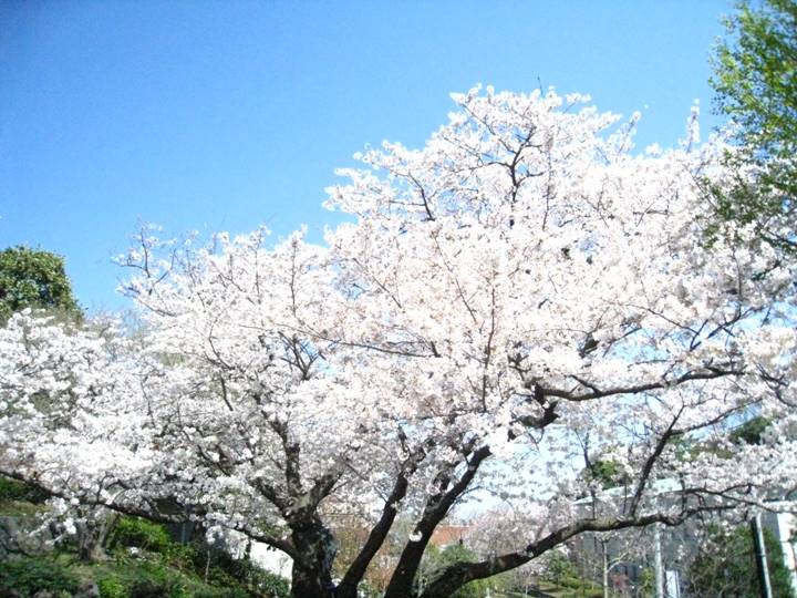 みなとの見える丘公園（奥）