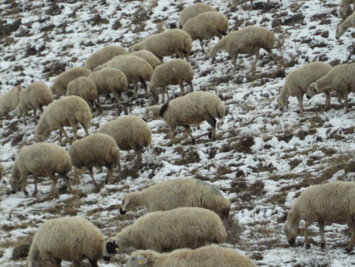 カッパドキアで見た羊たち