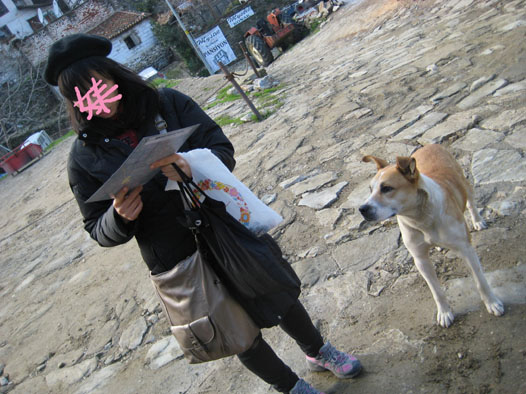 シレンジェの野良犬さん