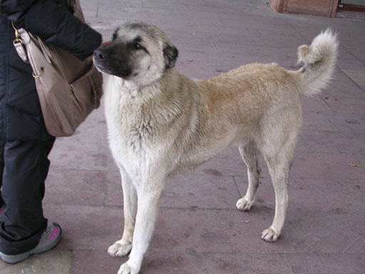 人懐っこい野良犬くん