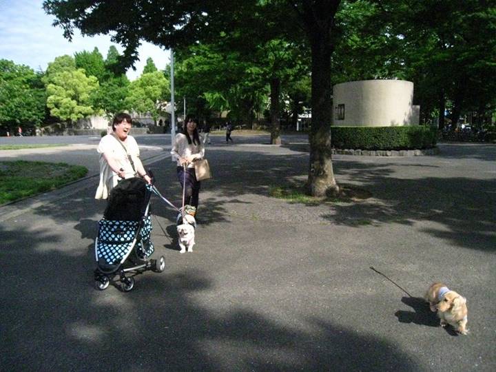 看板犬じゅん君も一緒にお散歩 ・・・。