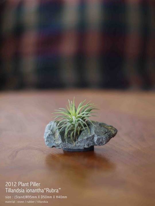 Plant Stone2