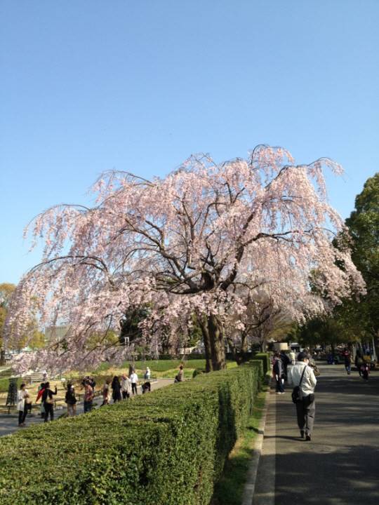 山下公園　しだれ桜