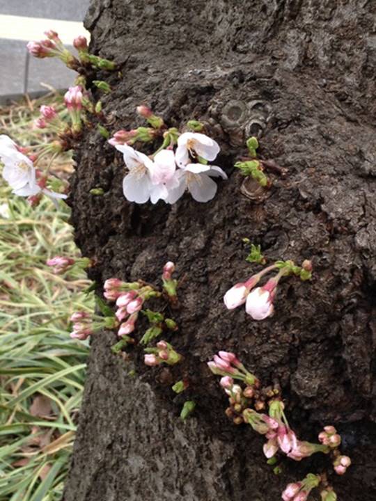 太い幹にも開花！