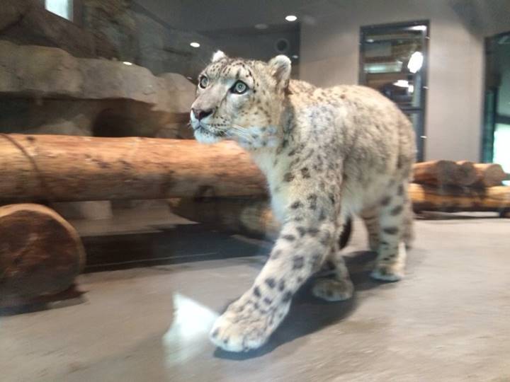 ユキヒョウ 迫力満点!