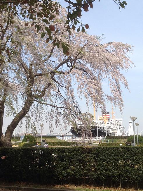 桜のある港街、横濱。