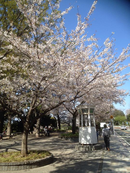 歴史ある山手にも桜並木が・・・