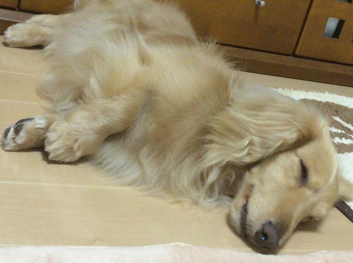 くぴ~(^-^)zz