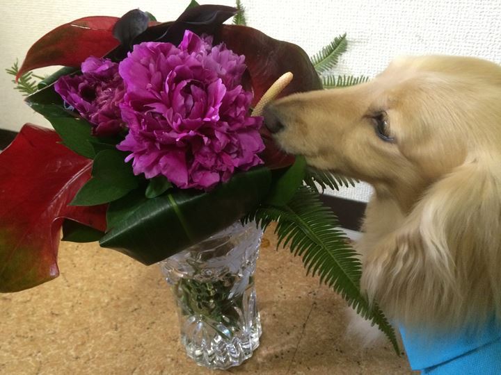 会長と、お花・。・*”。・