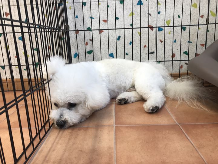 ドッグケアハウス看板犬のもじゃる丸