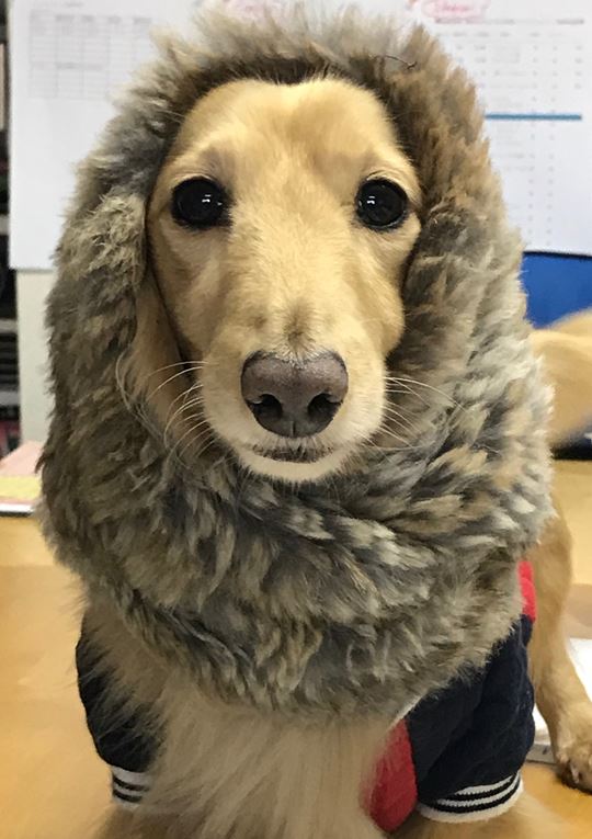 フジムラコンテンポラリーアート看板犬のじゅん写真