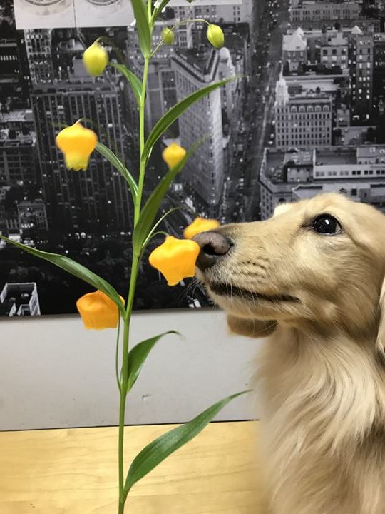 フジムラコンテンポラリーアートの看板犬