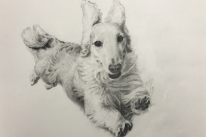 【ペット肖像画 作品例】コンテ擦筆画：ミニチュアダックス