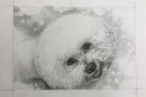 鉛筆画☆その2.　ビションフリーゼ　もじゃる丸