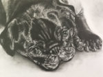 ペット肖像画：鉛筆画