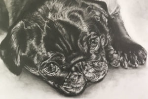 ペット肖像画：鉛筆画