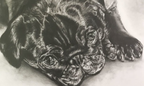 ペット肖像画：鉛筆画