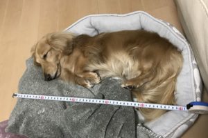 看板犬じゅんの写真