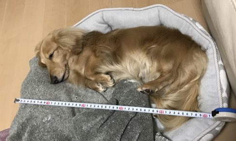 看板犬じゅんの写真