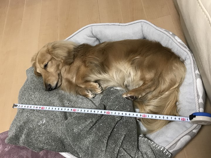 看板犬じゅんの写真