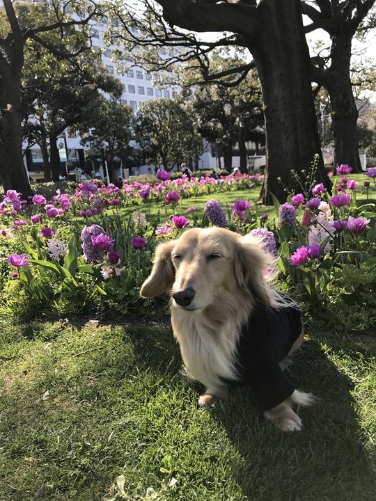 看板犬じゅんの写真