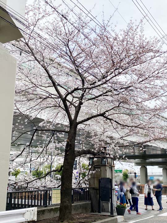 横浜元町の河岸通りに咲く桜の写真(2022年)