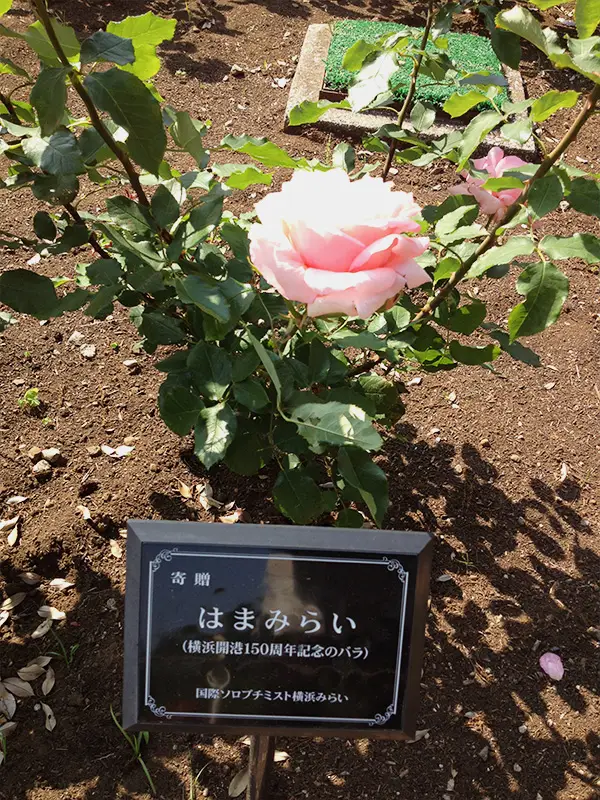 バラの写真